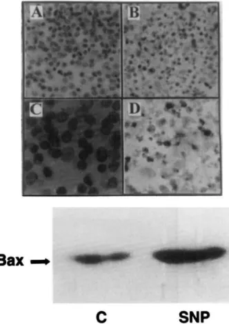 Fig.  5.  Immunocytochemical  and  immunoblotting  analyses  of  pro-  apoptotic Bax  protein in  osteoblasts