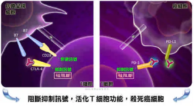 圖 1：腫瘤免疫療法用於 CTLA-4 與 PD-1 的機轉