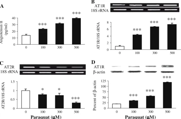 Fig. 1. Effects of paraquat on (A) angiotensin (ANG) II level, (B) ANG II type 1 receptor (AT1R) mRNA, (C) AT2R mRNA, and (D) AT1R protein in MRC-5 cells