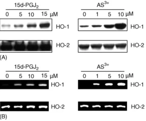 Fig. 1. 15d-PGJ2 and arsenite induction of HO-1 expression. Cells were treated with 15d-PGJ2 (5, 10, or 15 ␮M), or arsenite (1, 5, or 10 ␮M) for 14 (A) or 8 h (B), as indicated