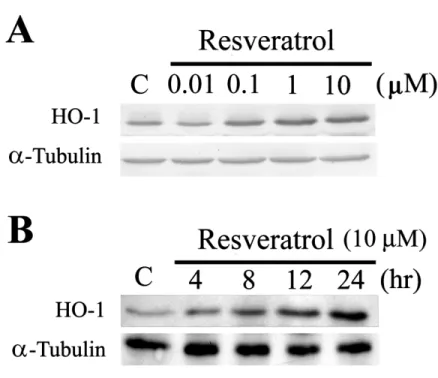 FIGURE 1. Western blot analysis of resveratrol-mediated HO-1 expression in various