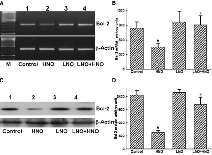 Figure 4. Effects of pretreatment with low nitric oxide (LNO) on high NO (HNO)- (HNO)-induced suppression of Bcl-2 mRNA and protein synthesis