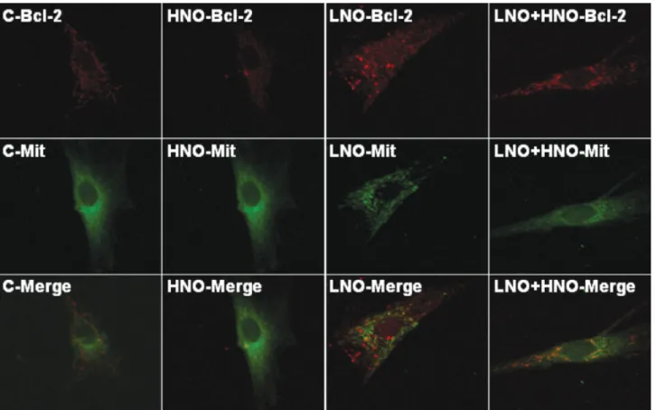 Figure 5. Effects of low nitric oxide (LNO) and high NO (HNO) on translocation of the Bcl-2 protein