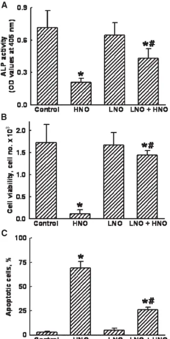 Figure 6. Protective effects of pretreatment with low nitric oxide (LNO) on high NO (HNO)-induced insults to human osteoblasts