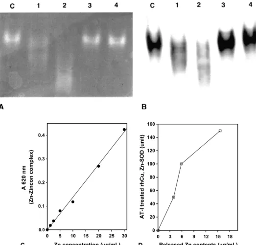 Fig. 2 A) and immune staining ( Fig. 2 B). Each of the 30 lg (lanes 1–3) and 60 lg (lanes 2–4) of AT-I (lanes 1 and 2) or AT-III (lanes 3 and 4) were pre-mixed with 10 U of commercial rhCu,Zn-SOD for 12 h and were  sepa-rated on 10% native PAGE gels