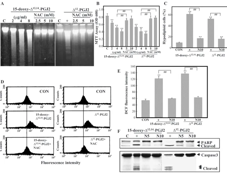 Fig. 8. PGJ 2 metabolites, 15-deoxy-D 12–14 PGJ 2 and D 12 PGJ 2 , induced apoptosis in HL-60 cells by ROS production and activation of the caspase 3 cascade.