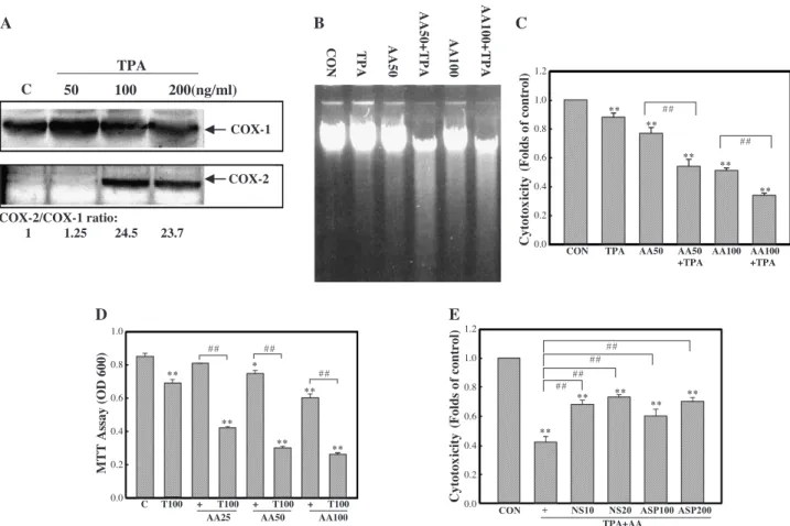 Fig. 1. TPA and arachidonic acid (AA) induce apoptosis with increasing COX-2 protein expression in HL-60 cells