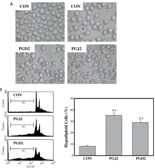 Fig. 3. Increased hypodiploid cells and apoptotic bodies in PGD 2 - or PGJ 2 -treated HL-60 cells by flow cytometric analysis and microscopic observations