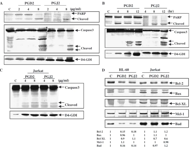 Fig. 4. Induction of the caspase 3 cascade was examined in PGD 2 - or PGJ 2 -induced apoptosis