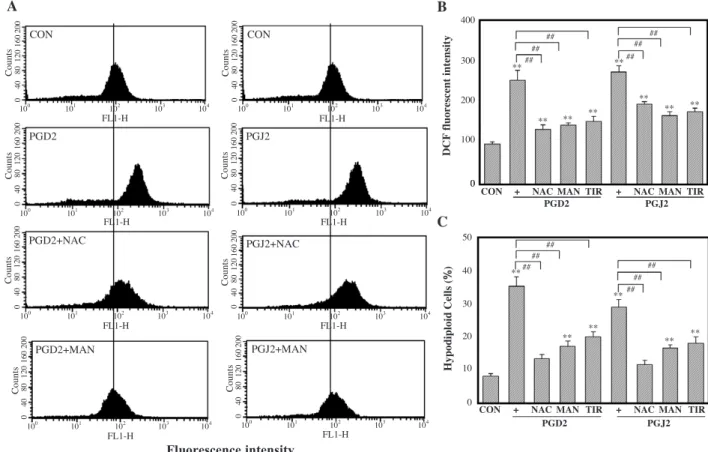 Fig. 6. Increased intracellular peroxide levels by PGD 2 and PGJ 2 in HL-60 cells. (A) HL-60 cells were pretreated with NAC (10 mM), mannitol (MAN; 20