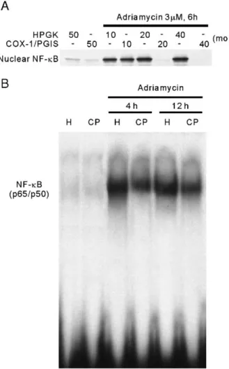 Fig. 6. The translocation and activation of NF- κB in adenoviral transfected NRK-52E cells treated with adriamycin