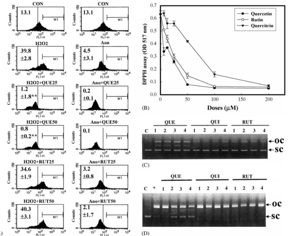 Fig. 6. ROS scavenging activities of quercetin (QUE), rutin (RUT), and quercitrin (QUI) analyzed by DCHF-DA (A), anti-DPPH radical (B), and plasmid digestion (C) assays