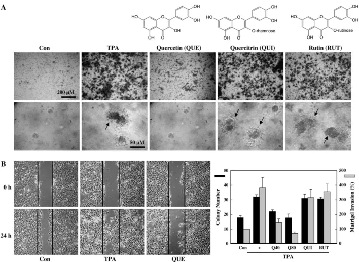 Fig. 1. QUE suppression of the invasion, migration and colony formation of human breast cancer MCF-7 cells