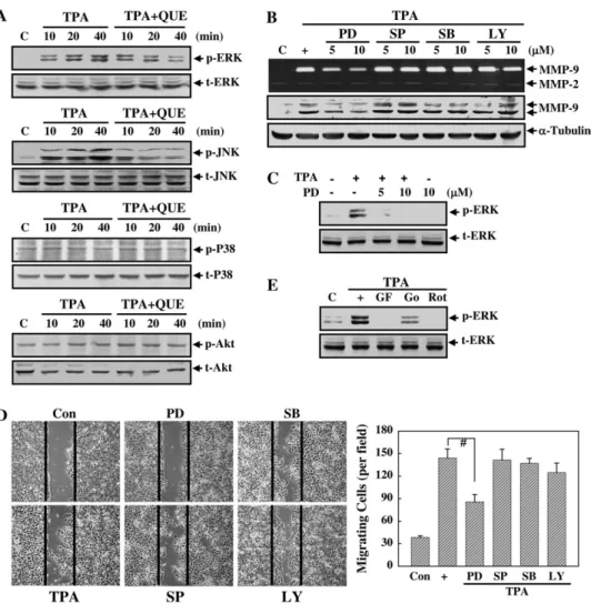 Fig. 4. Effects of QUE on TPA-stimulated phosphorylation of MAPK and PI3K. (A) MCF-7 cells were treated with QUE (40 lM) in the presence or absence of TPA for different time intervals, the cellular extracts were blotted using specific antibodies