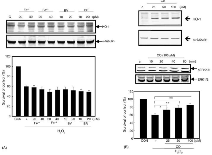 Fig. 8. CO (but not bilirubin, biliverdin, Fe 2+ , Fe 3+ ) exhibits protective effect on H 2 O 2 -induced cell death with inducing HO-1 protein expression and ERKs