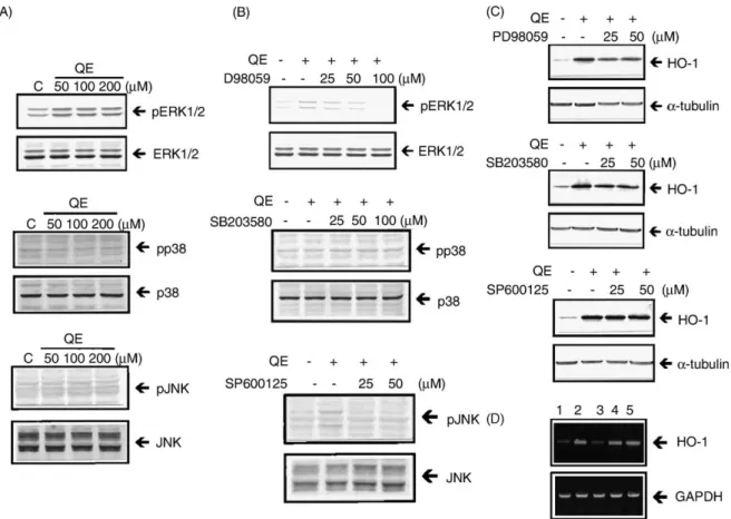 Fig. 3. Involvement of ERKs activation in QE induction of HO-1 gene expression. (A) QE induction of ERKs, but not p38 and JNKs, protein phosphorylation in RAW264.7 cells