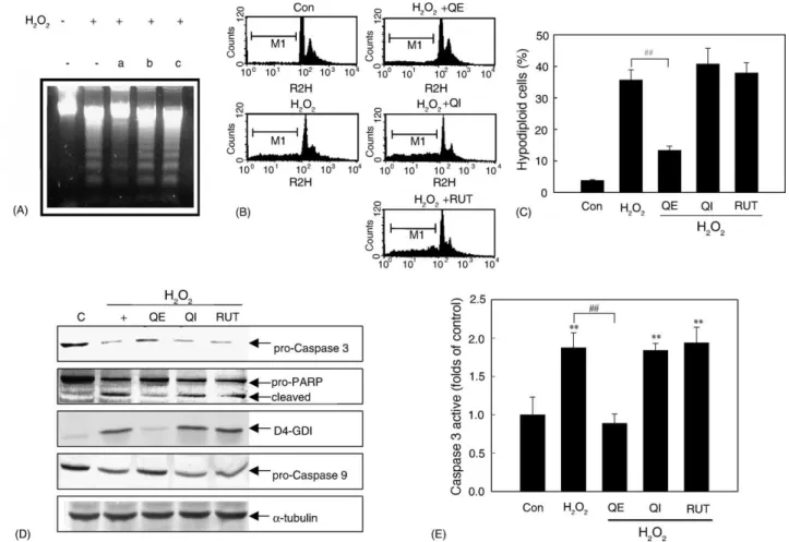 Fig. 5. QE, but not QI and RUT, decreased H 2 O 2 -induced apoptosis in RAW264.7 cells