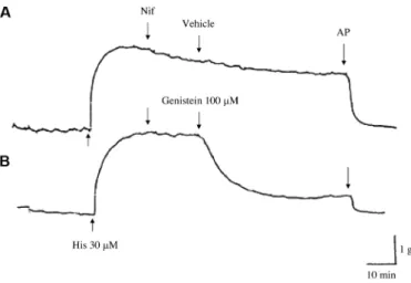 Fig. 5 Tracing of the relaxant effect of genistein on the histamine (30 mM)-induced precontraction in guinea pig trachealis in normal Krebs solution