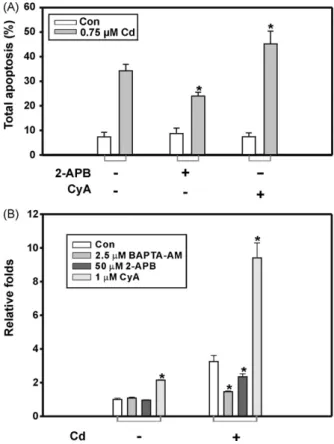 Fig. 4. Endoplasmic reticulum (ER) stress marker, GADD153, is induced by Cd and reversed when co-treated with BAPTA-AM