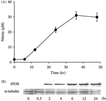 Fig. 3. Effects of polymyxin B on BSA-AGE-induced iNOS expression in RAW 264.7 macrophages