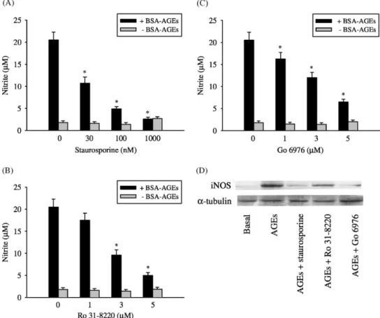 Fig. 6. Effects of PKC inhibitors on BSA-AGE-induced nitrite release and iNOS expression in RAW 264.7 macrophages