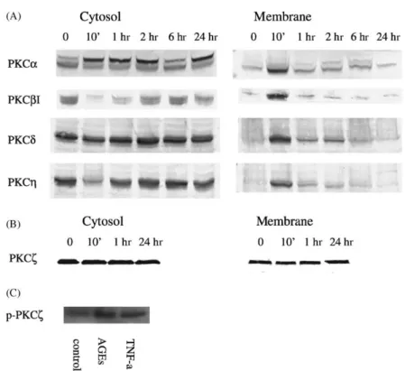 Fig. 7. Translocation of PKC isoforms in response to BSA-AGEs in RAW 264.7 macrophages