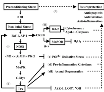 Fig. 1. Schematic diagram of nitric oxide-dependent and Trx-mediated preconditioning hormesis against MPP + 