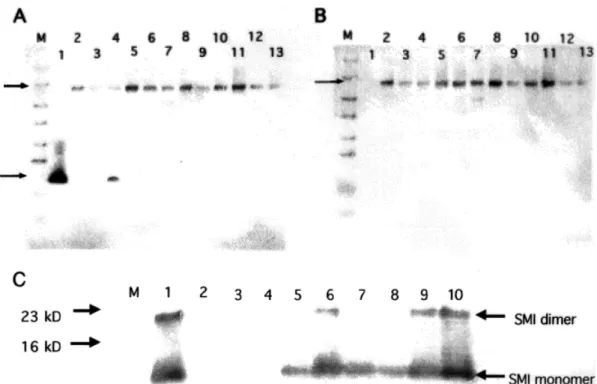 Figure 3 shows the HPLC pro®le for the puri®ca- puri®ca-tion of porcine b-microseminoprotein