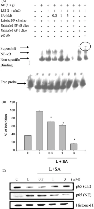 Fig. 5. Shikonin dose-dependently inhibits lipopolysaccharide (LPS)-induced NF- NF-␬B activation