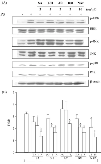 Fig. 7. Effect of shikonin derivatives and naphthoquinone pigments on the lipopolysaccharide (LPS)-induced phosphorylation of MAPKs in RAW 264.7 macrophages