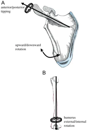 Fig. 1. Axes and rotations used to describe scapular and humeral orientation and position.