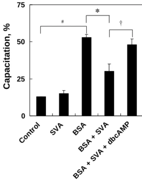 Fig. 2 A, BSA (0.3%) increased [Ca 2+ ] i ( Fig. 2 A, panel b