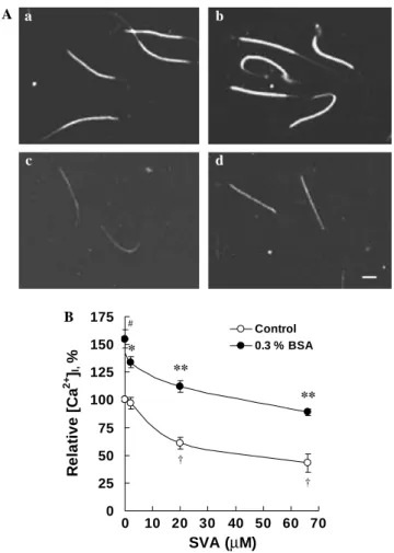 Fig. 2. SVA suppresses BSA-induced elevation of [Ca 2+ ] i in mouse sperm. Sperm (5 · 10 6 cells/ml) were loaded with ﬂuo-3 AM to detect [Ca 2+ ] i 