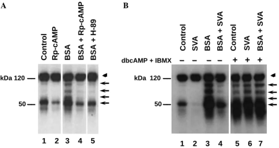 Fig. 5. SVA suppresses BSA-induced elevation of the PKA activity in mouse sperm. The PKA activities of sperm under diﬀerent experimental conditions were determined, such as (1) control (HM only), (2) dbcAMP (1 mM) + IBMX (100 lM), (3) H-89 (30 lM), (4) BSA