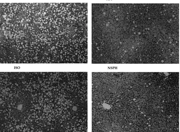 Fig. 2. Representative micrographs ( ⫻200) of liver stained by haematoxylin and eosin were samples per group