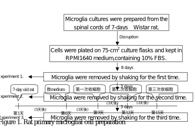 Figure 1. Rat primary microglial cell preparation (3天後)(3天後)(3天後)(5天後) 第1天 第6天 第9天第12天 第15天 