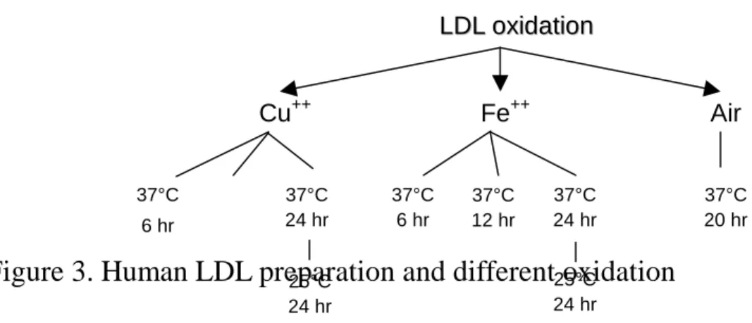 Figure 3. Human LDL preparation and different oxidation
