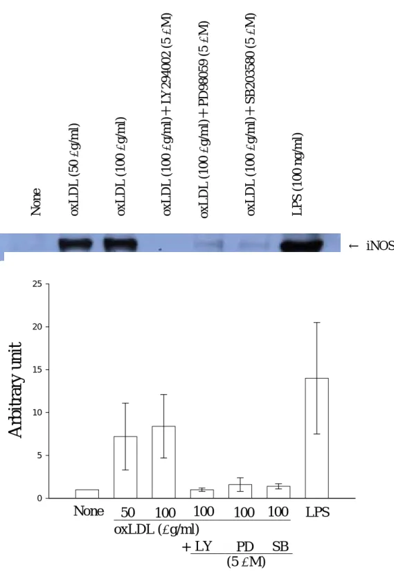 Figure 4 Effect of various inhibitors on oxidized LDL-induced nitrite  production in rat microglial cells