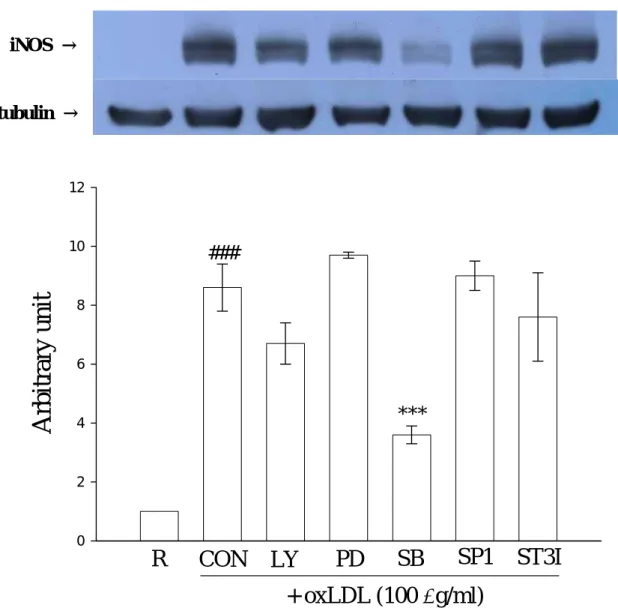Figure 10. Effect of various inhibitors on copper-catalyzed LDL-induced  iNOS expression