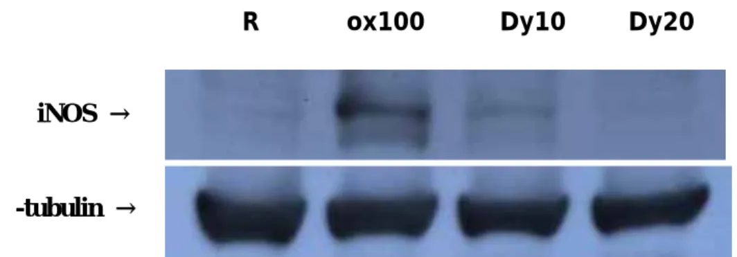 Figure 11. Effect of specific inhibitor on copper-catalyzed LDL-induced  iNOS expression