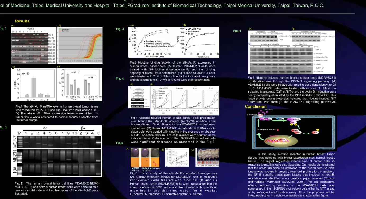 Fig. 2 The human  breast tumor cell lines MDAMB-231(ER-)  MCF-7 (ER+) and normal human breast cells were selected as a  research model cells and the phenotypes of the a9-nAchR were  illustrated.