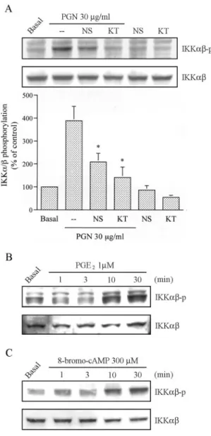 FIGURE 6. Involvement of PGE 2 formation and PKA activation in PGN-mediated IKK ␣␤ phosphorylation in RAW 264.7 macrophages