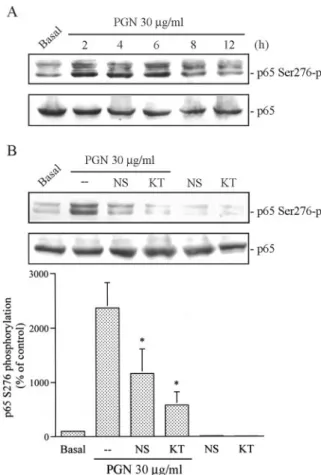 FIGURE 7. Involvement of PGE 2 formation and PKA activation in PGN-mediated p65 Ser 276 phosphorylation (-p) in RAW 264.7  macro-phages