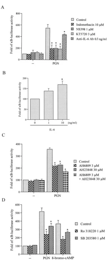 FIGURE 9. Involvement of COX-2-generated PGE 2 , EP2, and EP4 re- re-ceptors, IL-6 formation, p38 MAPK, and PKC activation in PGN-mediated NF- ␬B activation in RAW 264.7 macrophages