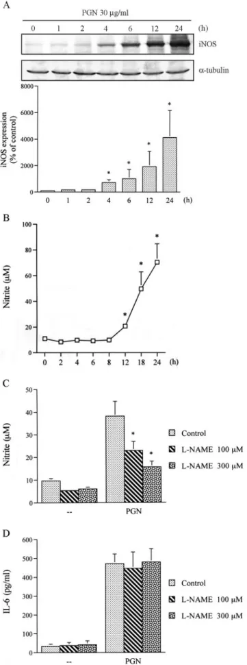 FIGURE 10. NO is not involved in PGN-mediated IL-6 production in RAW 264.7 macrophages