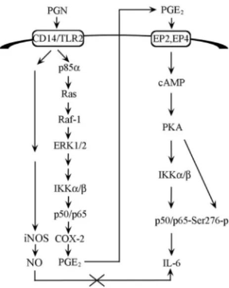 FIGURE 11. Positive feedback of COX-2-generated PGE 2 involved in PGN-mediated COX-2 expression in RAW 264.7 macrophages