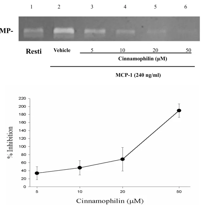 Figure 3 Effects of cinnamophilin on MCP-1 induced enzymatic activity of matrix  metalloproteinase-9 (MMP-9) in THP-1 cells