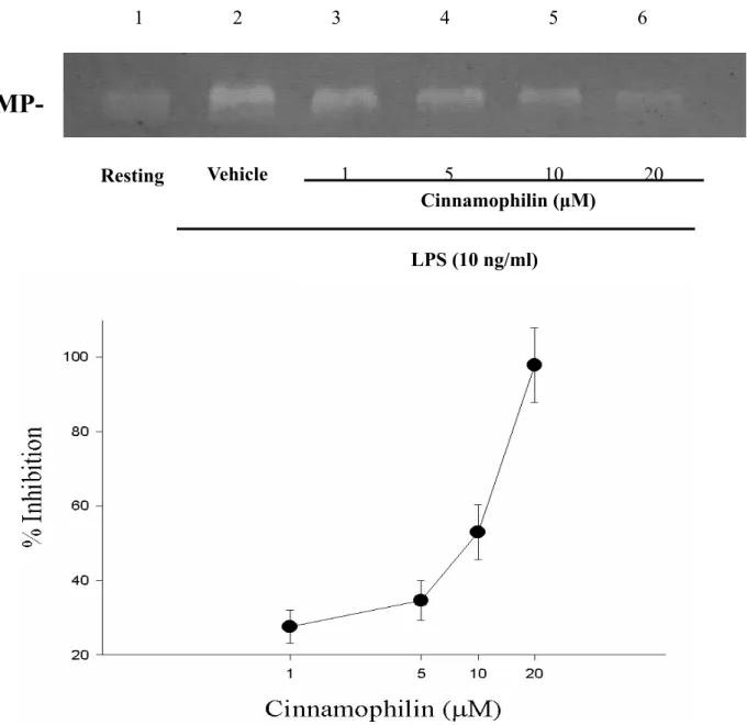 Figure 5 Effects of cinnamophilin on LPS-induced enzymatic activity of matrix  metalloproteinase-9 (MMP-9) in THP-1 cells