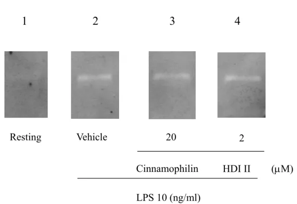 Figure 8 Lack of effect of cinnamophilin and HDI II on gelationlytic activity of conditioned  medium from LPS-treated THP-1 cells