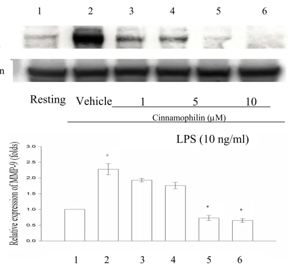 Figure 9 Effect of cinnamophilin on LPS-induced production of matrix metalloproteinase-9  (MMP-9) from THP-1 cells